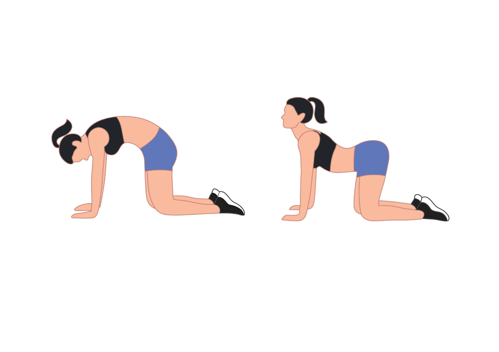 The cat-cow exercise will stretch your neck, back, and abs. It promotes spine flexibility and strengthens your abdominals.