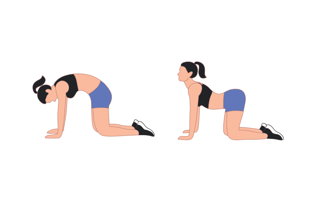 The cat-cow exercise will stretch your neck, back, and abs. It promotes spine flexibility and strengthens your abdominals.