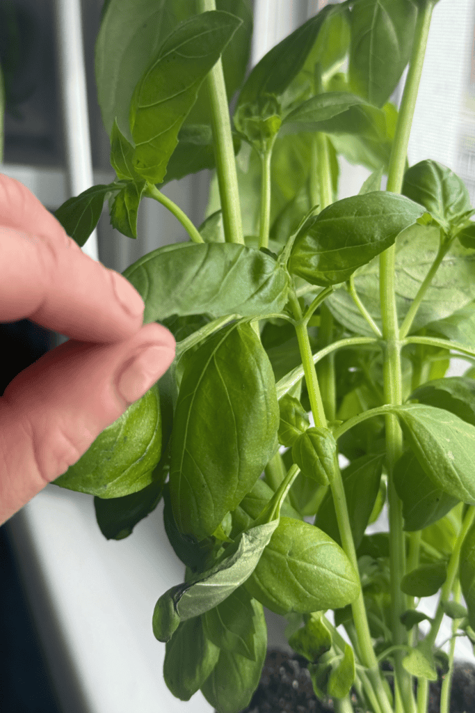 basil plant for vegan pesto pasta